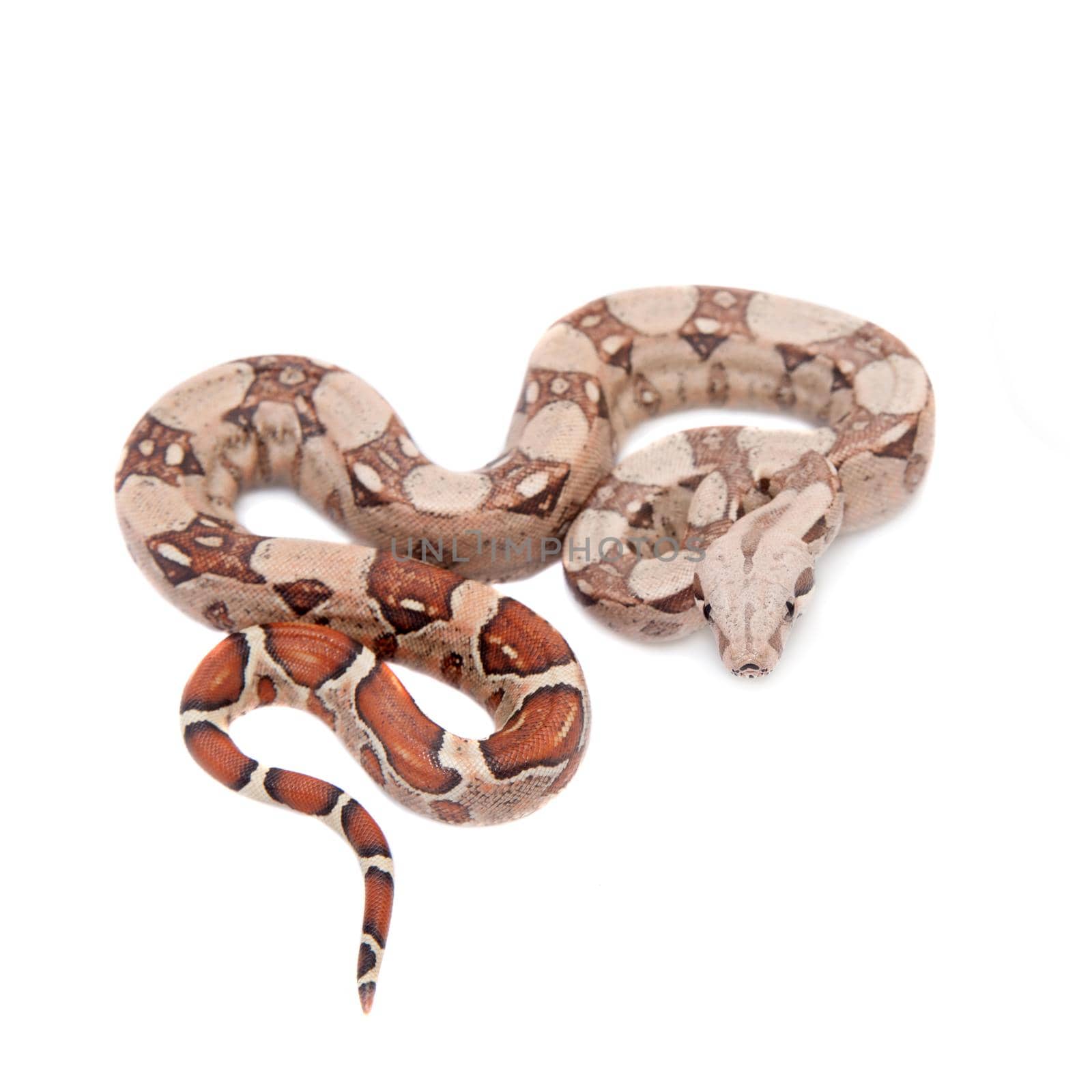 The common boa on white background by RosaJay