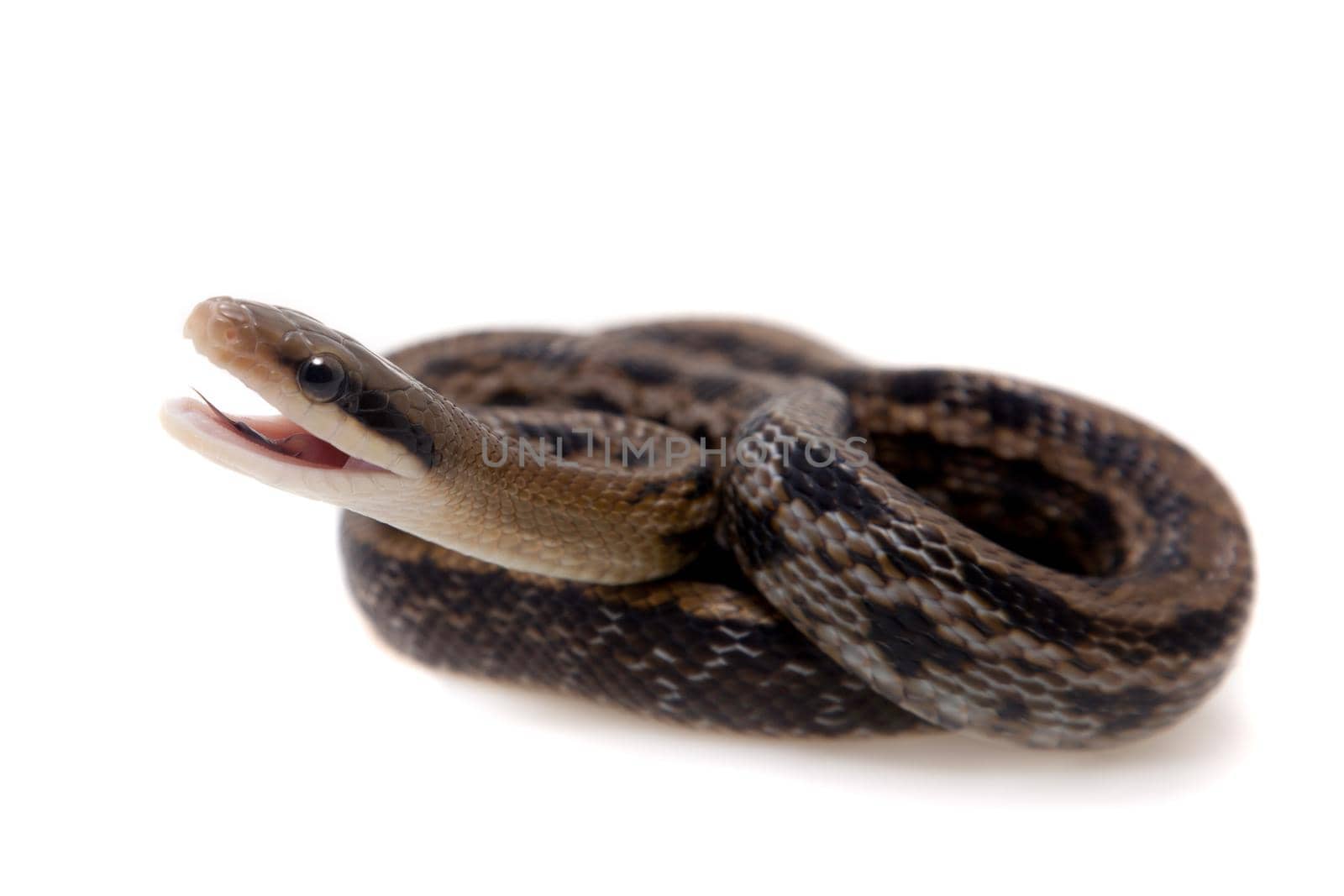 Beauty Rat Snake, Orthriophis taeniurus, on white by RosaJay