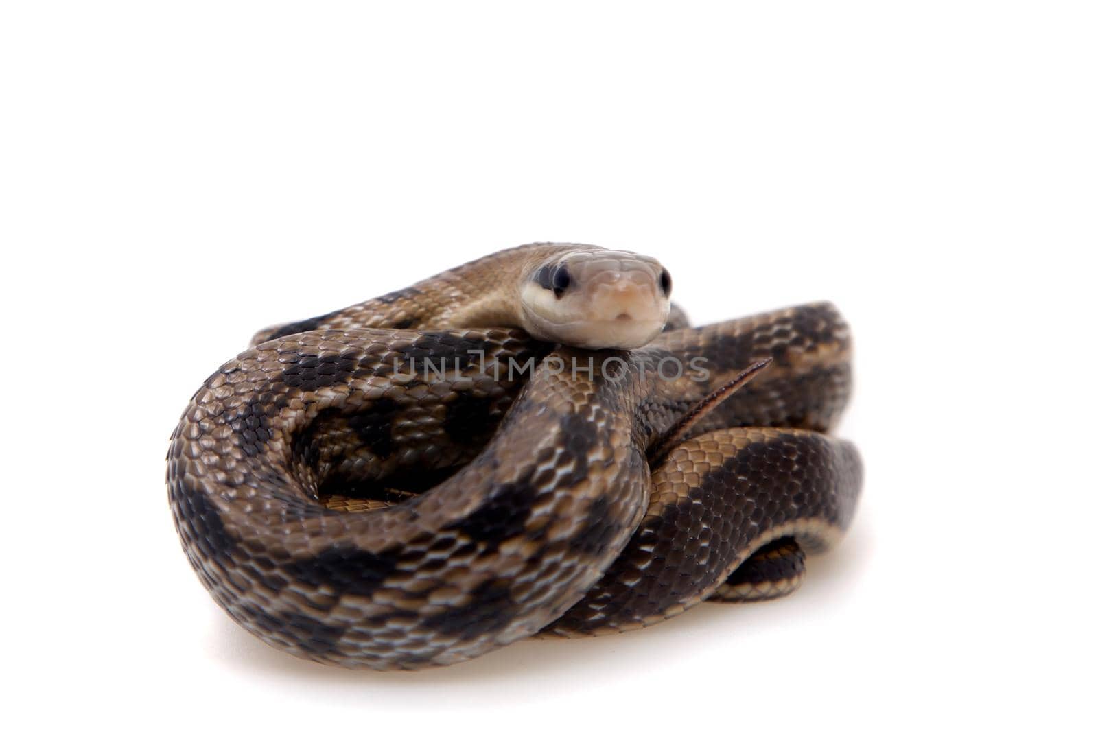 Beauty Rat Snake, Orthriophis taeniurus, on white by RosaJay