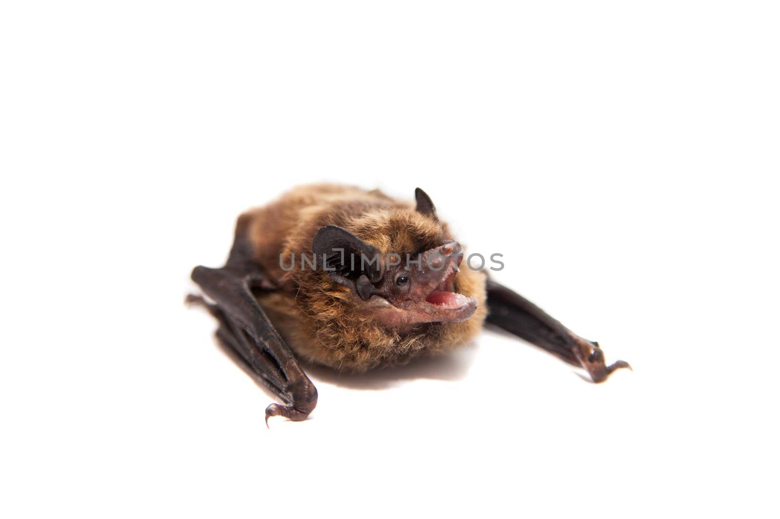 Northern bat, Eptesicus nilssonii, isolated on white.