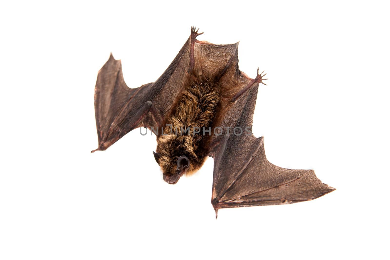 Northern bat, Eptesicus nilssonii, isolated on white.