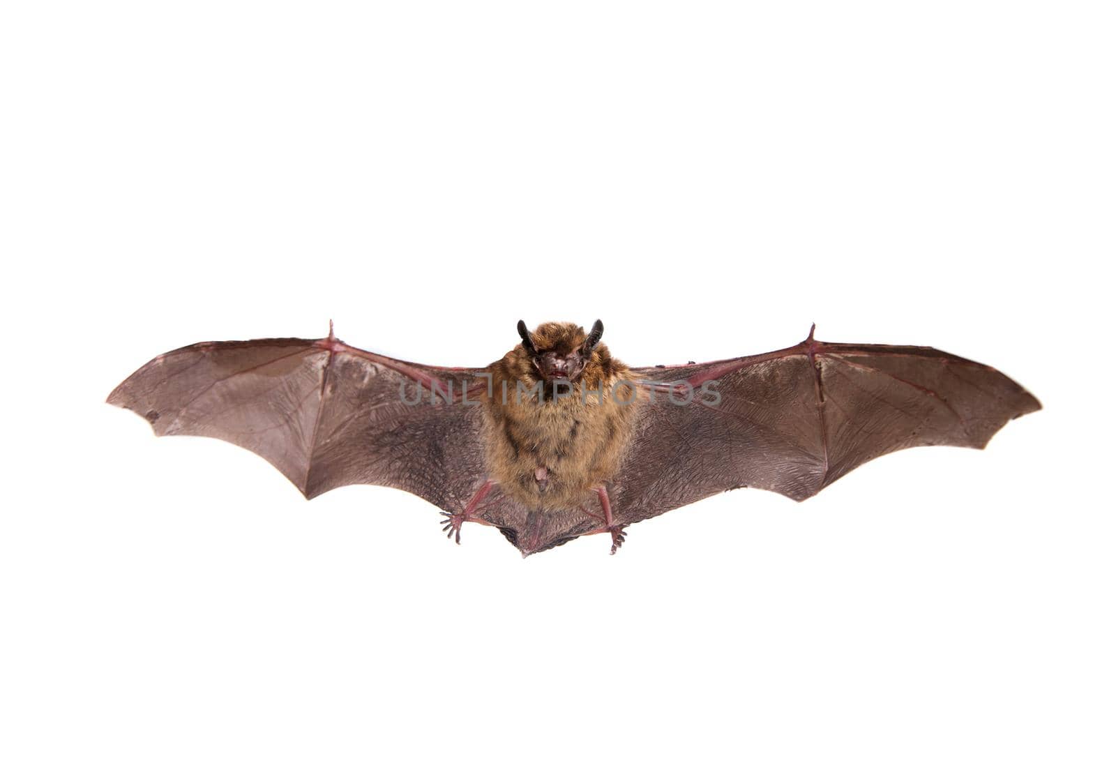 Flying Northern bat, Eptesicus nilssonii, isolated on white.