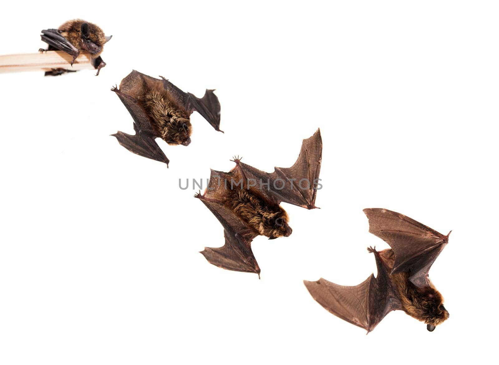 Set of Flying Northern bat, Eptesicus nilssonii, isolated on white.