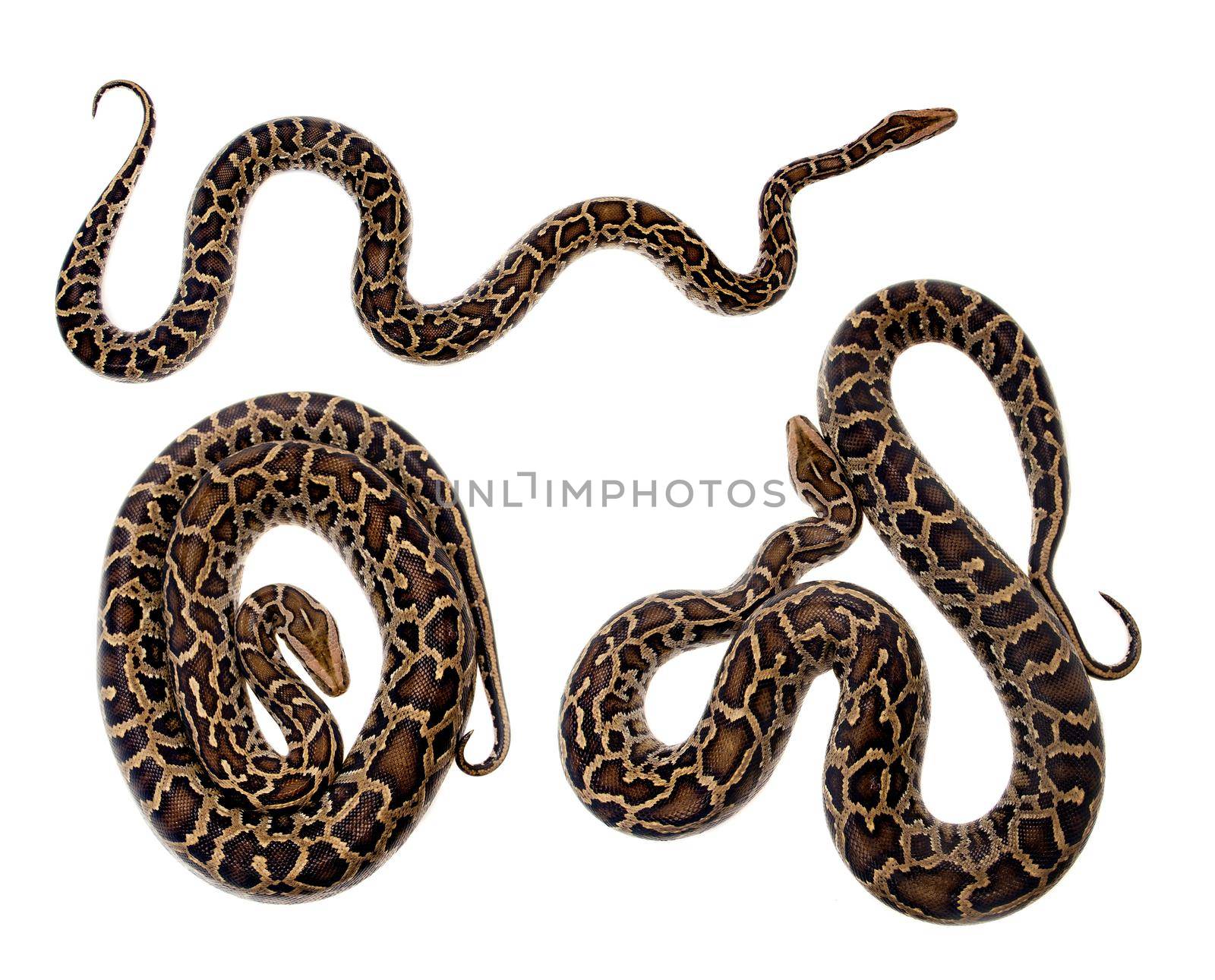 Burmese Python, Python molurus bivittatus, isolated on white background