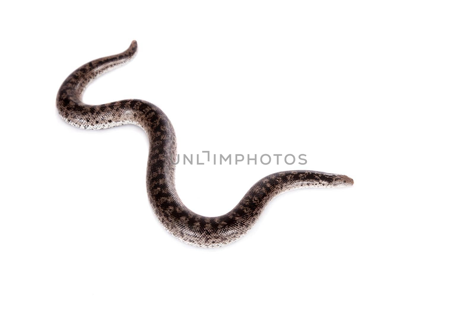 The nogai dwarf sand boa, eryx miliaris nogaiorum, isolated on white