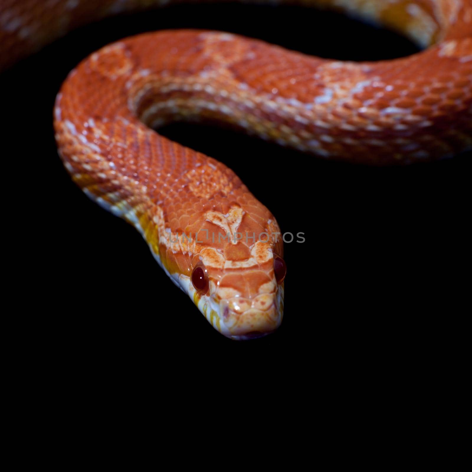 Pink corn Snake, Pantherophis guttatus, on black by RosaJay