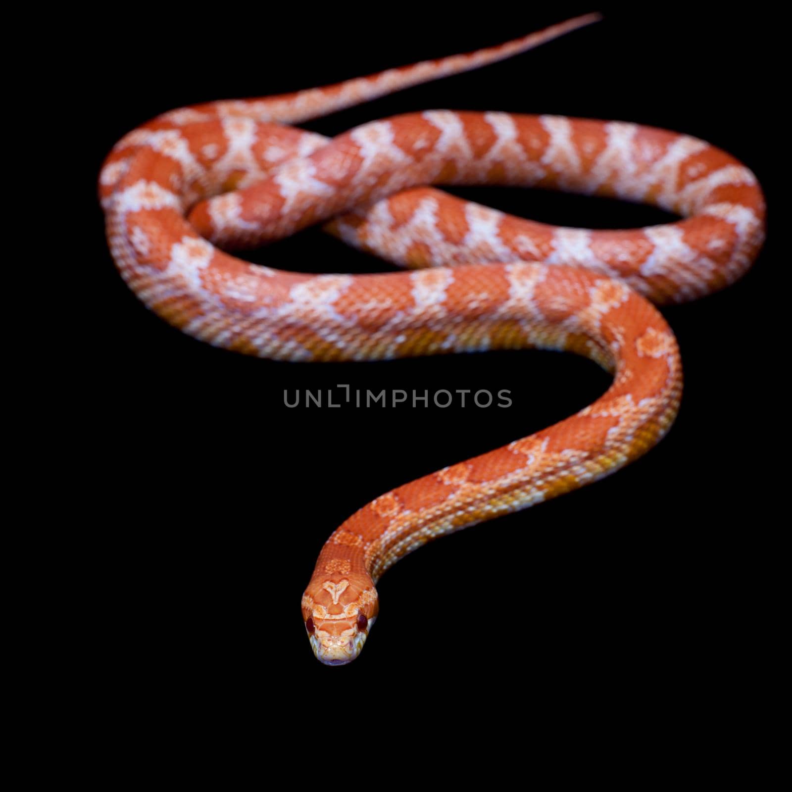 Pink corn Snake, Pantherophis guttatus, on black by RosaJay