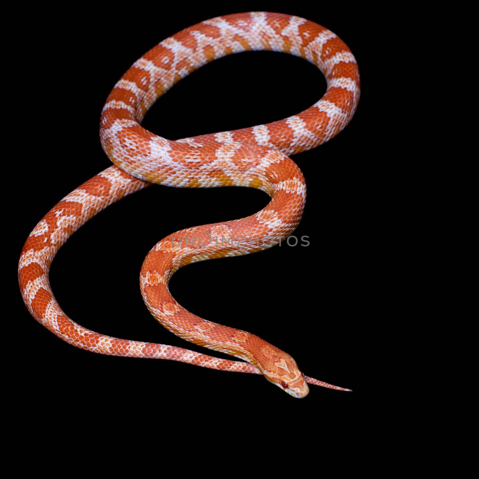 Pink corn Snake, Pantherophis guttatus, on black by RosaJay