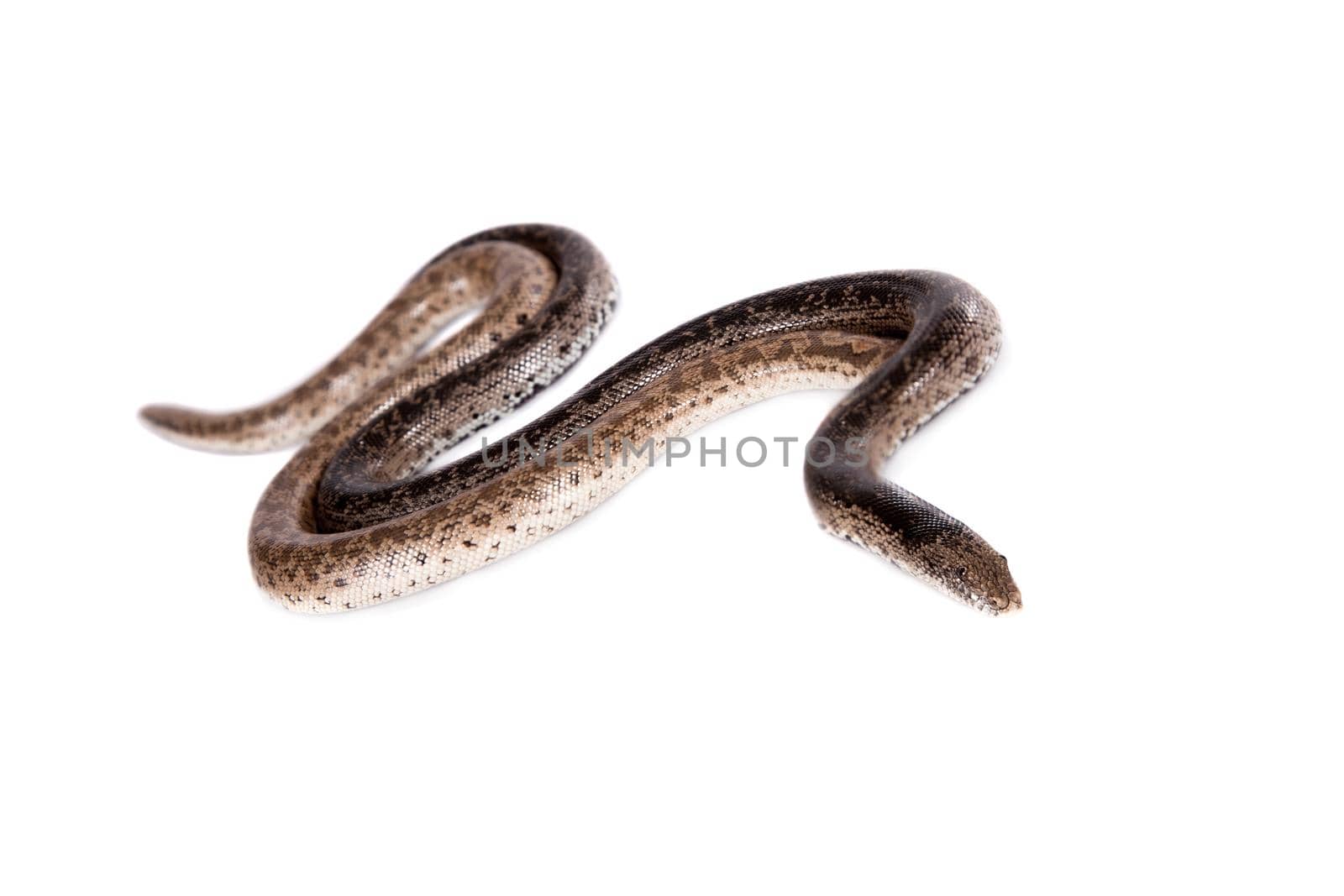 Two dwarf sand boas on white by RosaJay