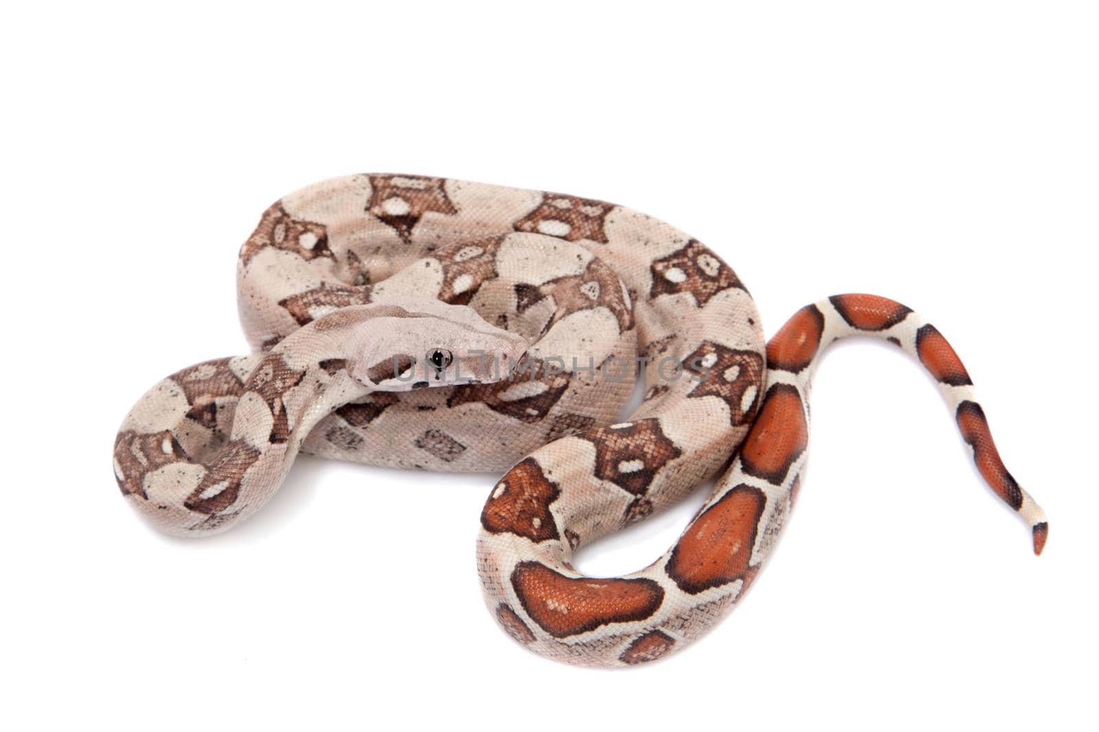 The common boa on white background by RosaJay