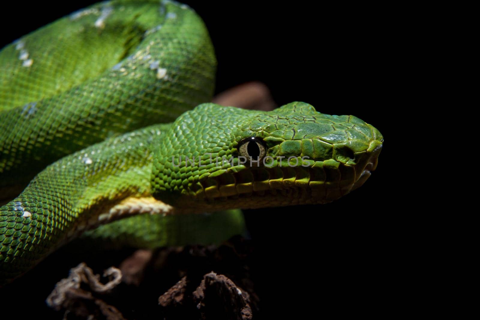 Emerald tree boa isolated on black background