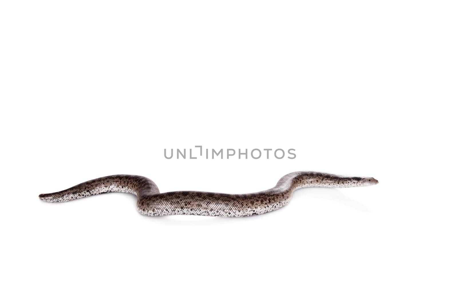 The nogai dwarf sand boa, eryx miliaris nogaiorum, isolated on white