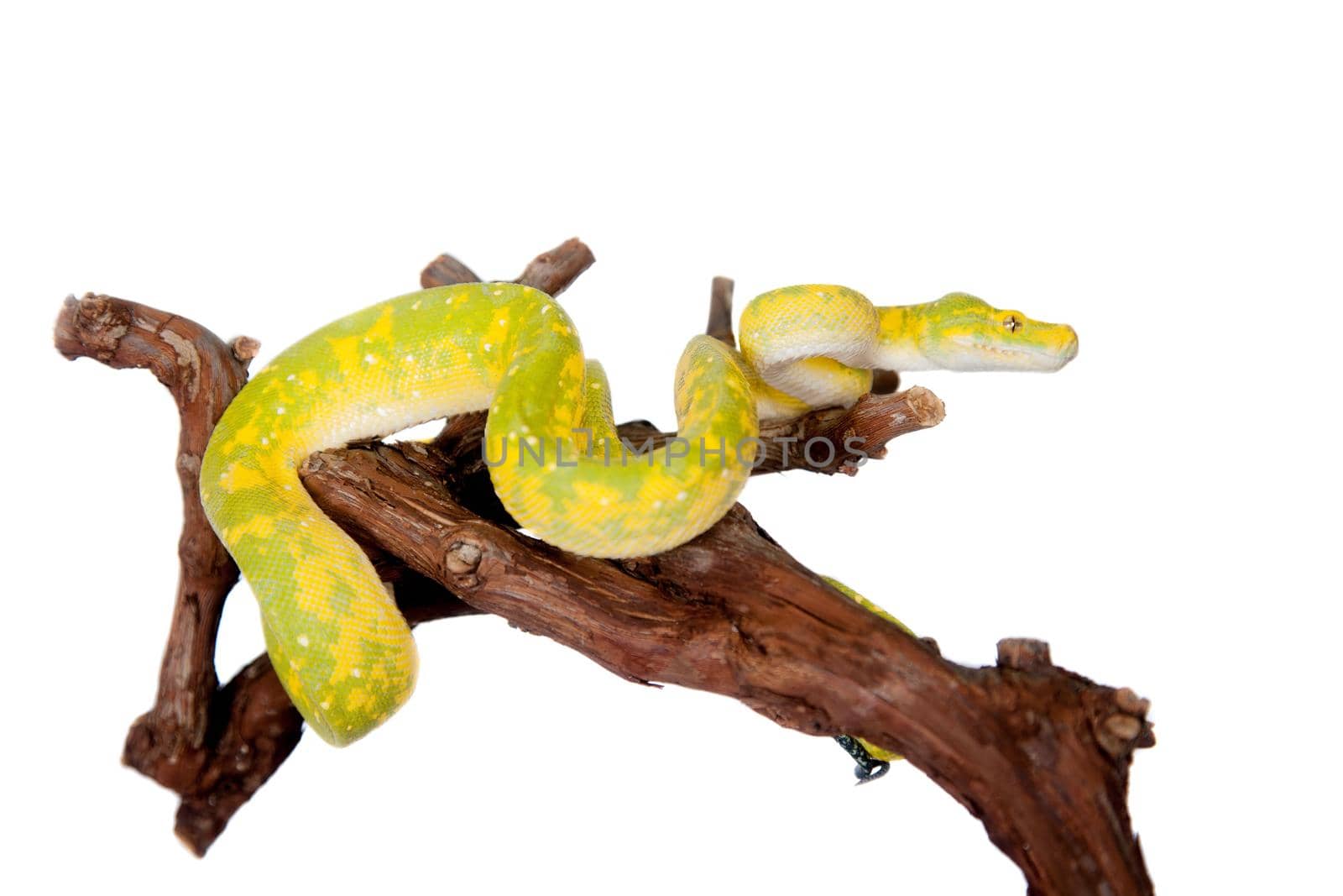 Morelia viridis, green tree python, or formerly chondros on white