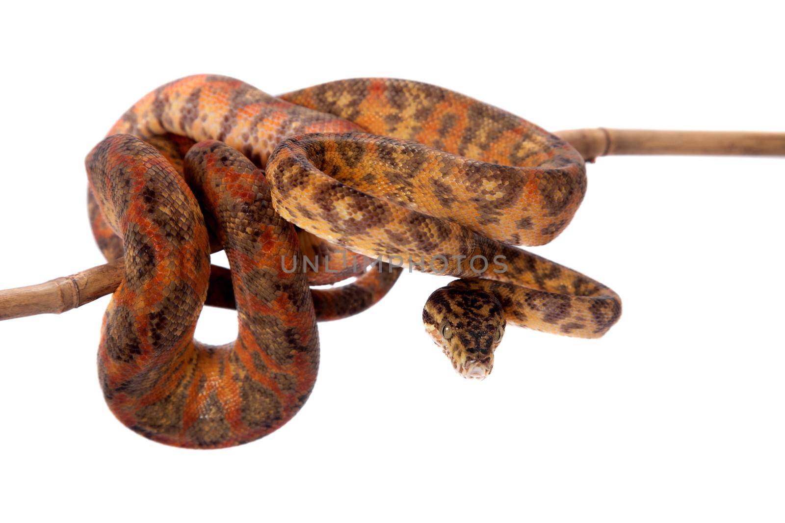 Red Amazon tree boa isolated on white by RosaJay