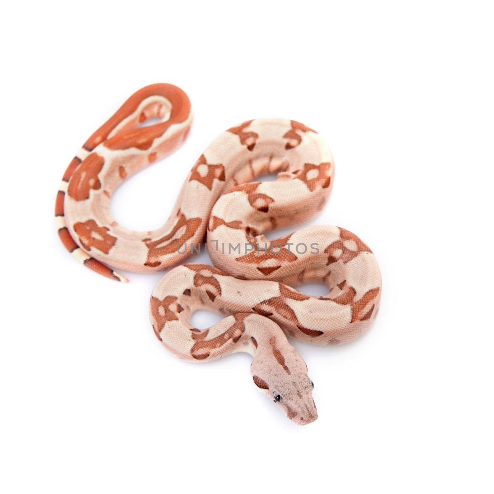 The common boa on white background by RosaJay