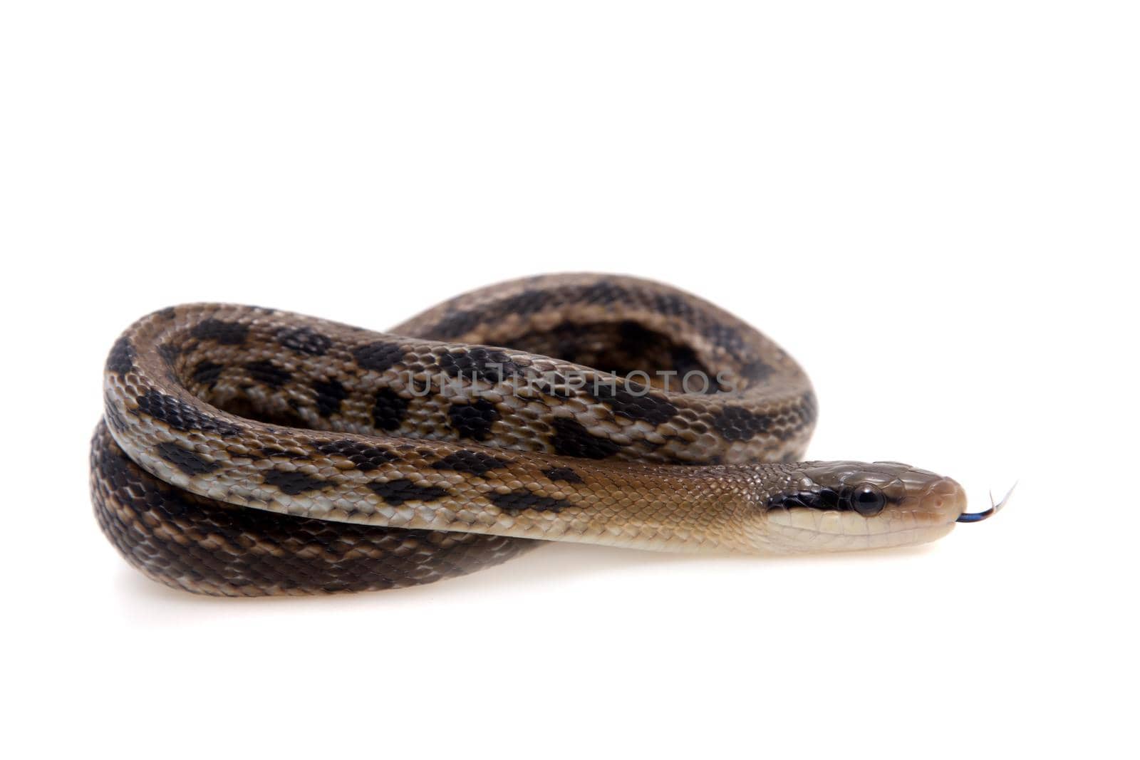 Beauty Rat Snake, Orthriophis taeniurus, on white by RosaJay