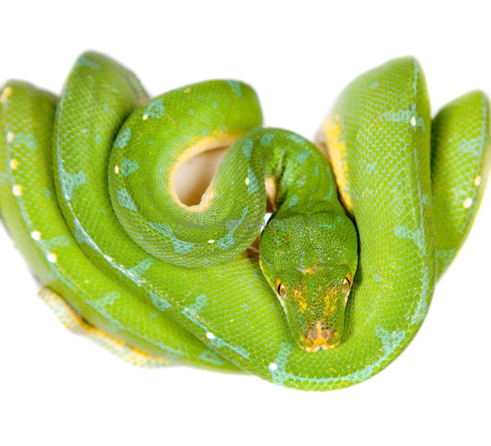 Green tree python, chondros isolated on white by RosaJay