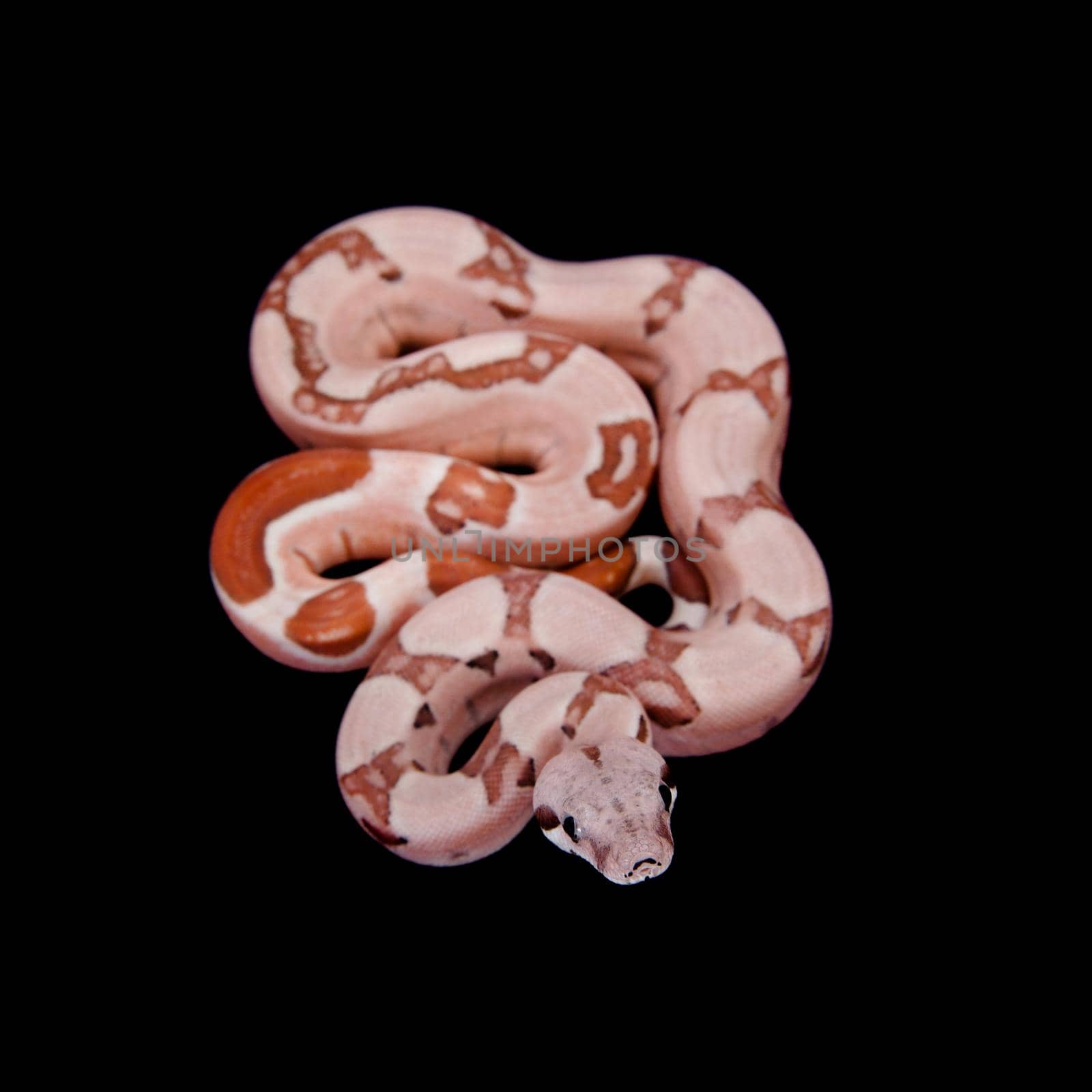 The common boa, Boa constrictor, isolated on black background