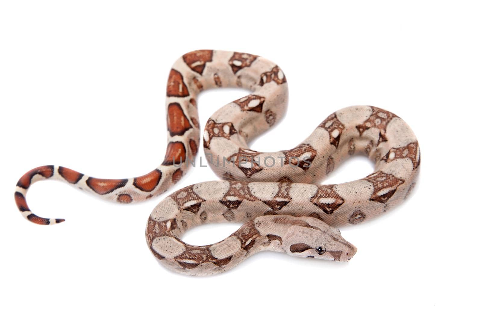 The common boa, Boa constrictor, isolated on white background