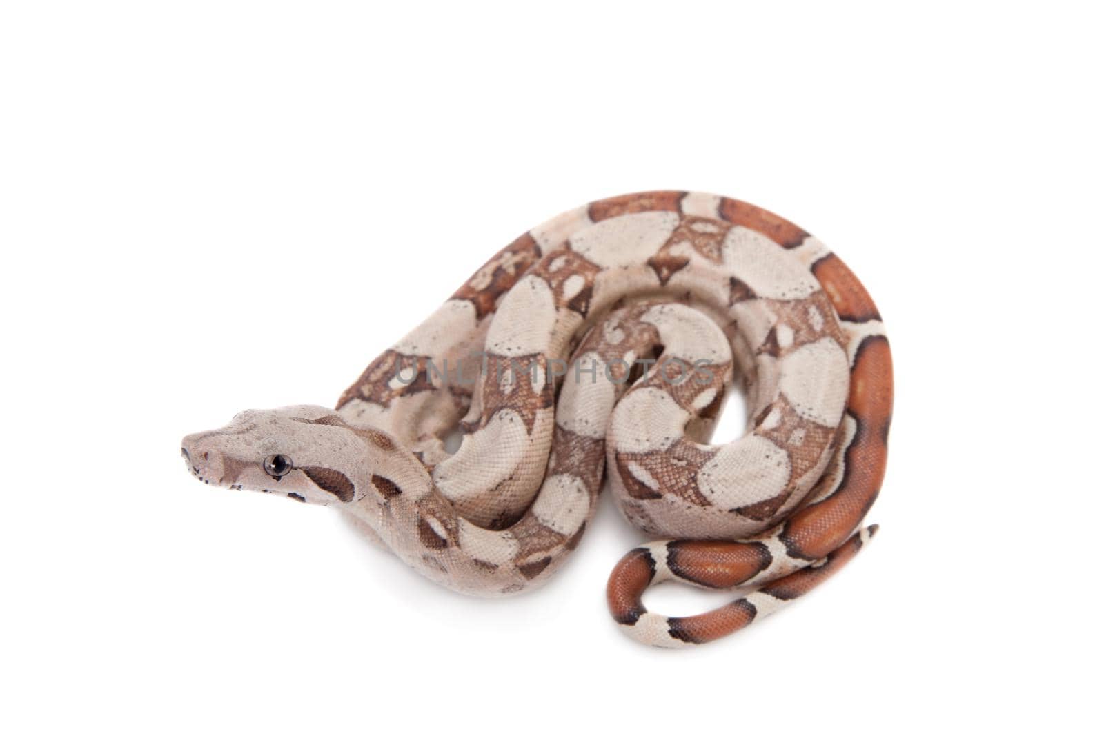 The common boa, Boa constrictor, isolated on white background