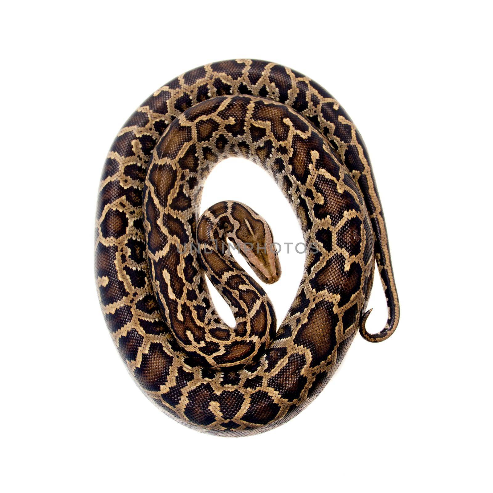 Burmese python on white background by RosaJay