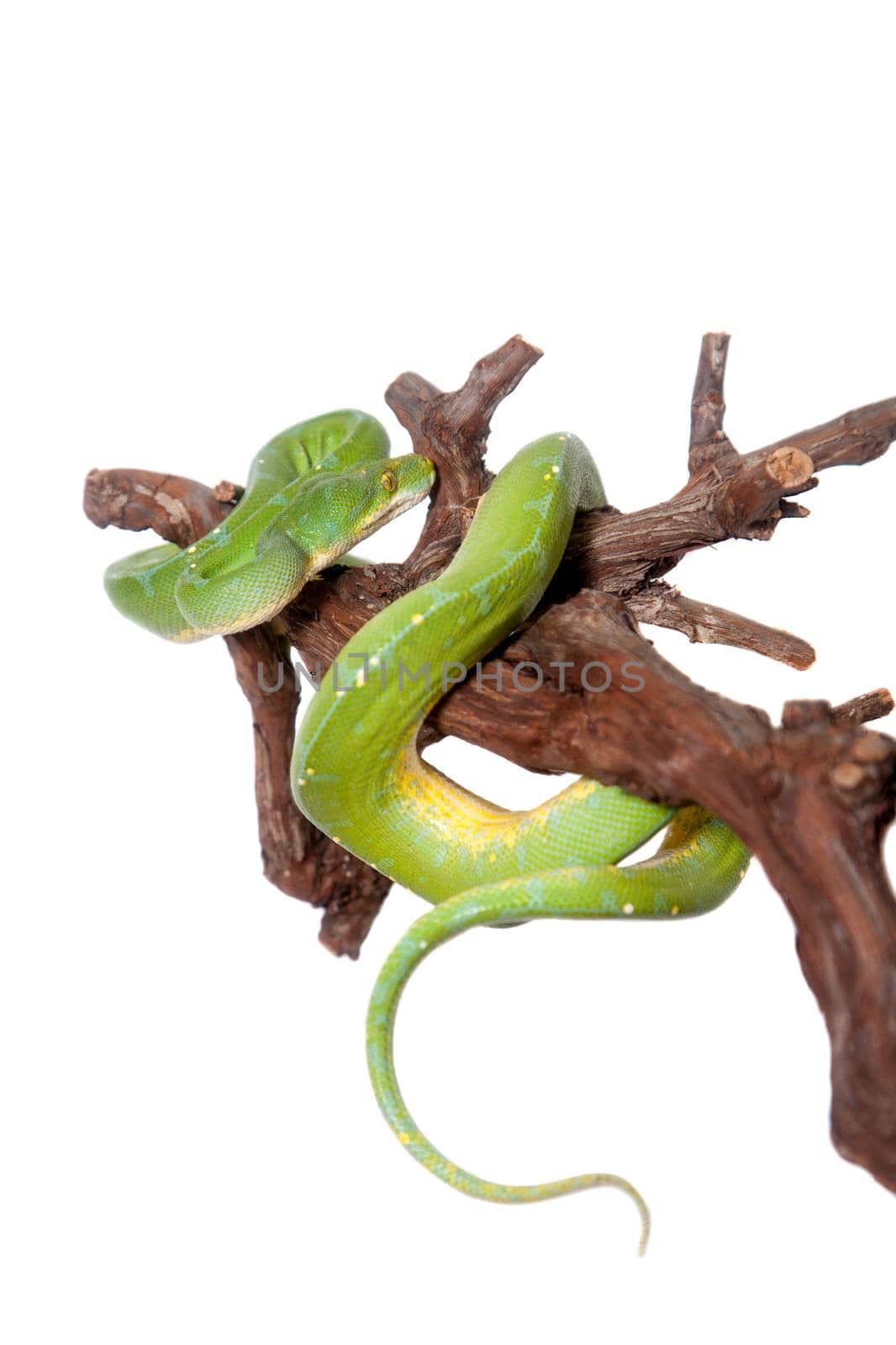 Morelia viridis, green tree python, or formerly chondros on white