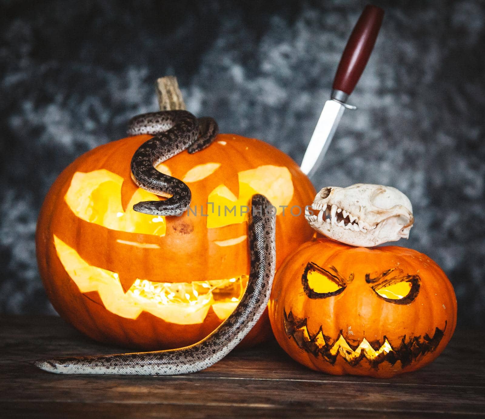 Happy Halloween. Pretty sand boas with pumpkins on a table.