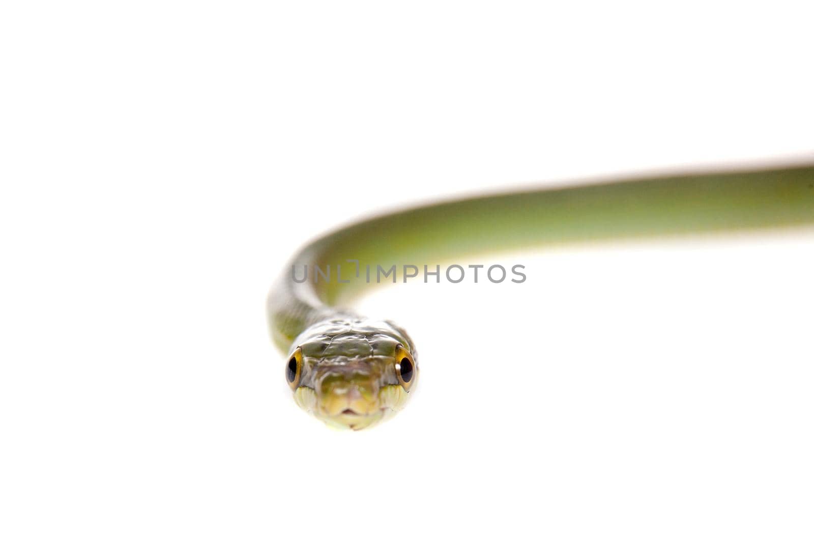 Red-tailed Green Ratsnake, Gonyosoma oxycephalum, on white