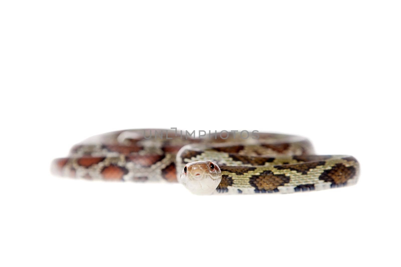 Flower Ratsnake isolated on white by RosaJay