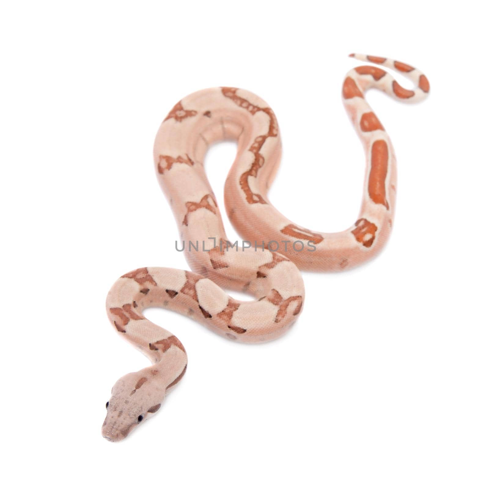 The common boa on white background by RosaJay