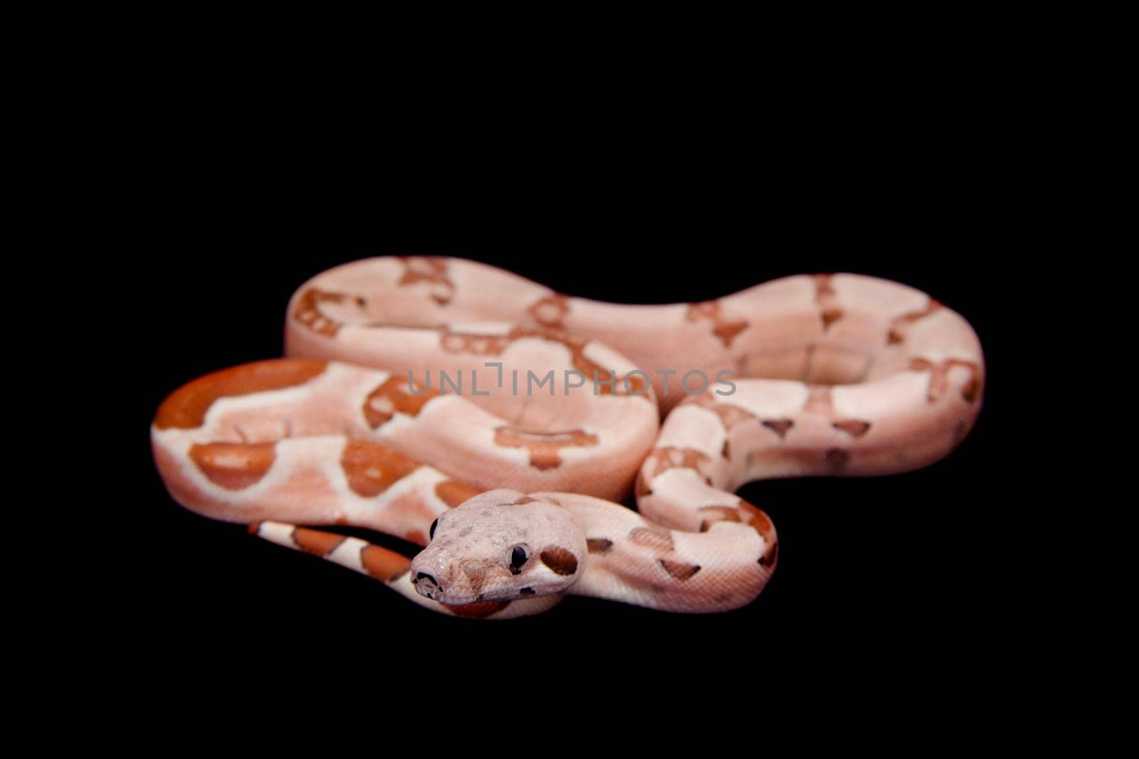 The common boa, Boa constrictor, isolated on black background