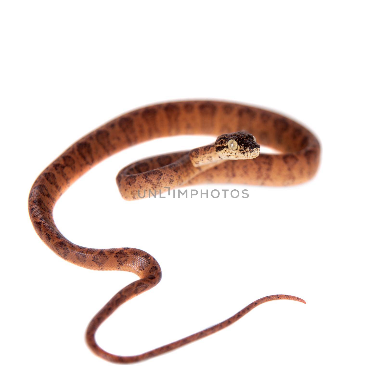 Red Amazon tree boa, 7 days old, isolated on white by RosaJay