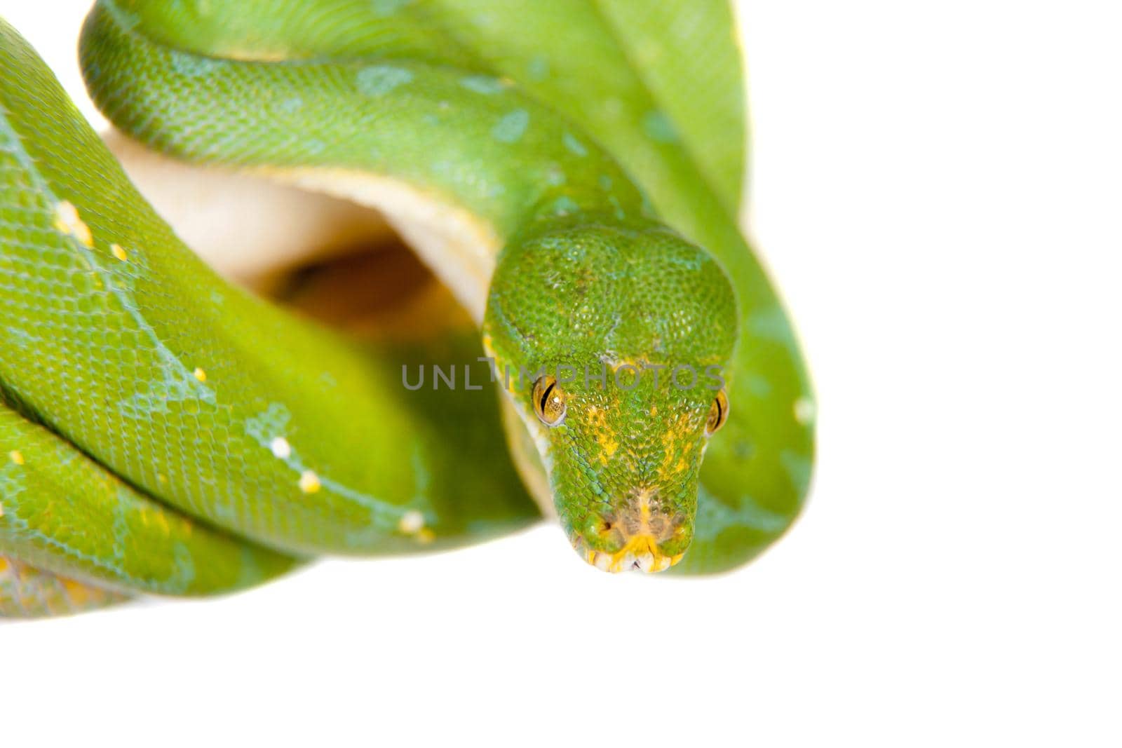 Green tree python, chondros isolated on white by RosaJay