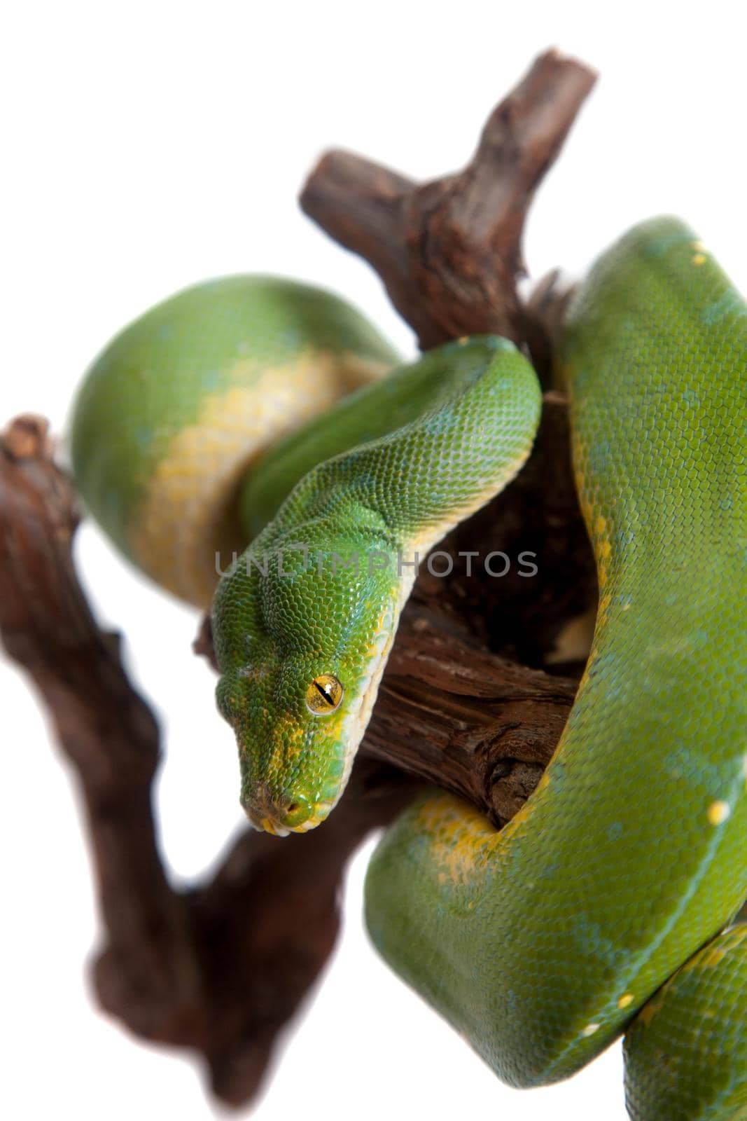 Morelia viridis, green tree python, or formerly chondros on white