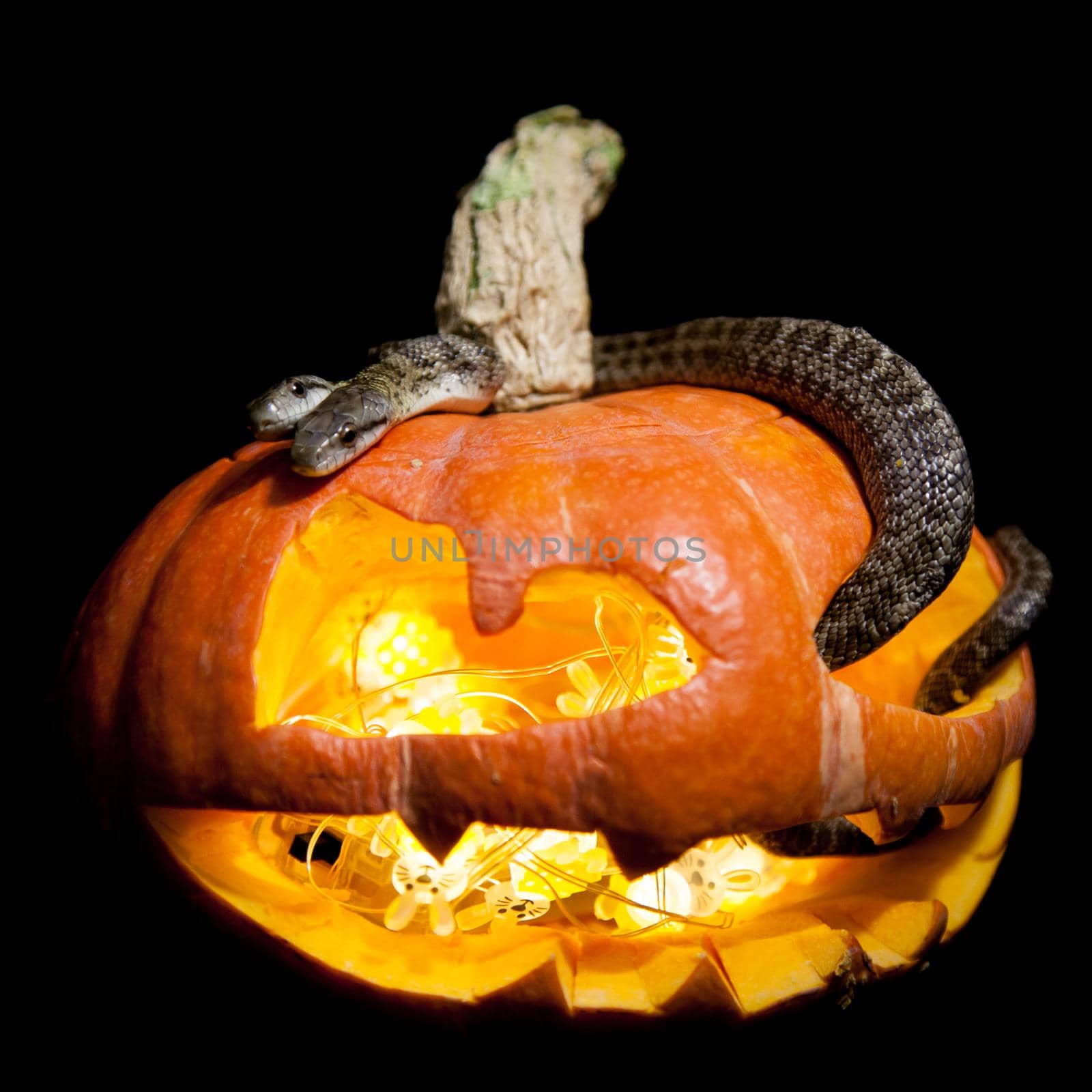 The two headed Japanese rat snake on black with Haloween pumpkin by RosaJay