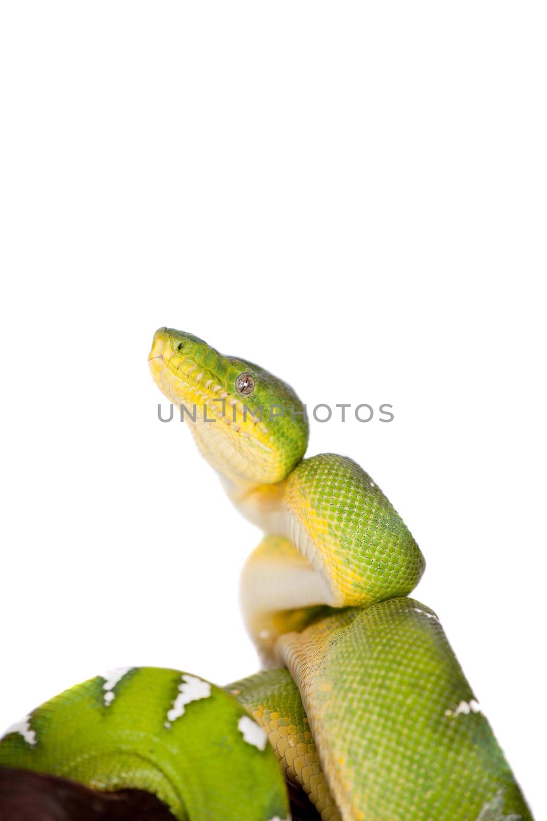 Emerald tree boa, Corallus caninus, isolated on white background