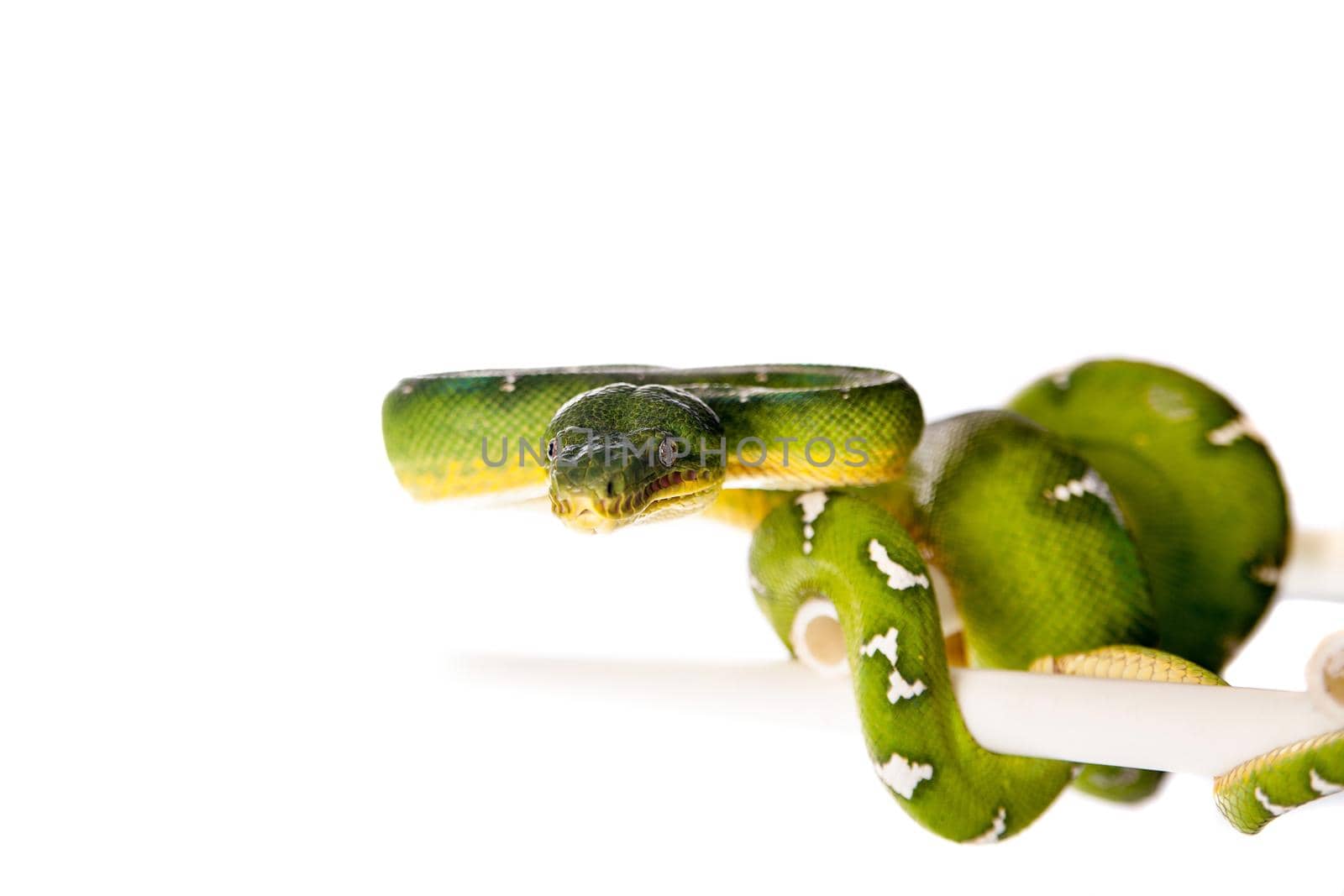 Emerald tree boa, Corallus caninus, isolated on white background