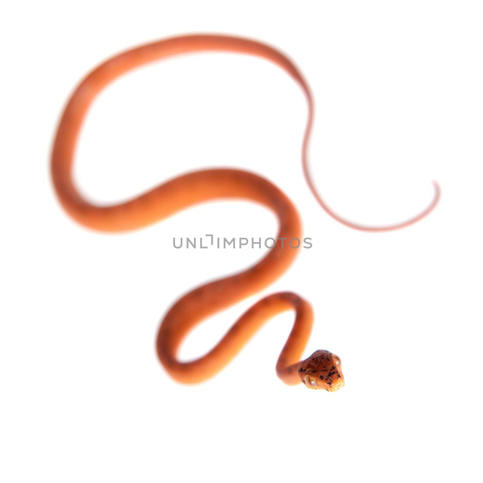 Red Amazon tree boa, 7 days old, isolated on white by RosaJay