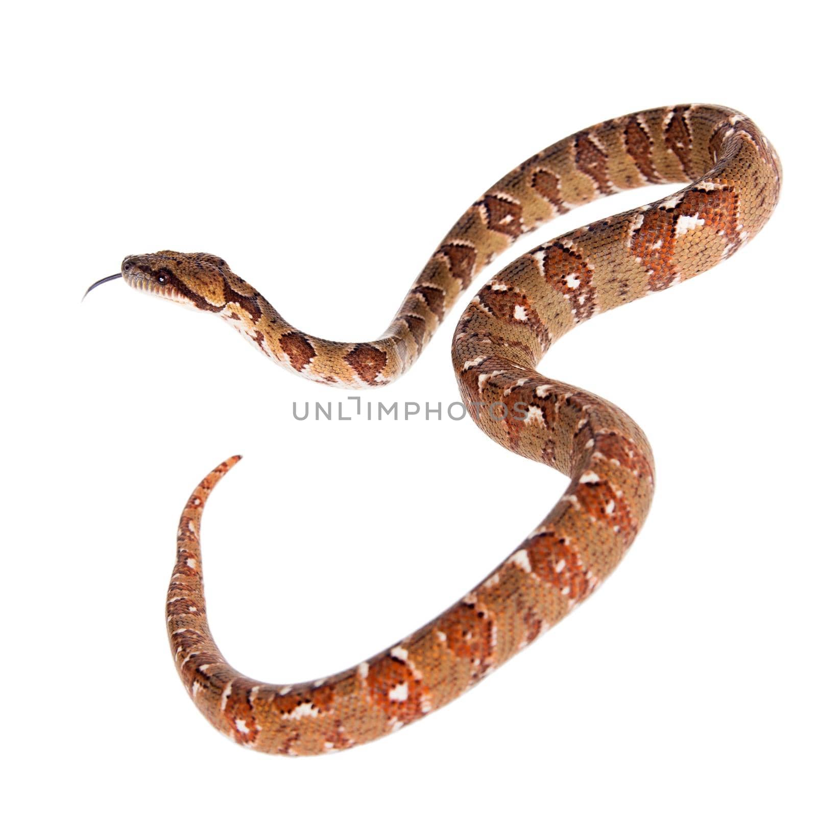 Malagasy tree boa, sanzinia madagascariensis, on white by RosaJay