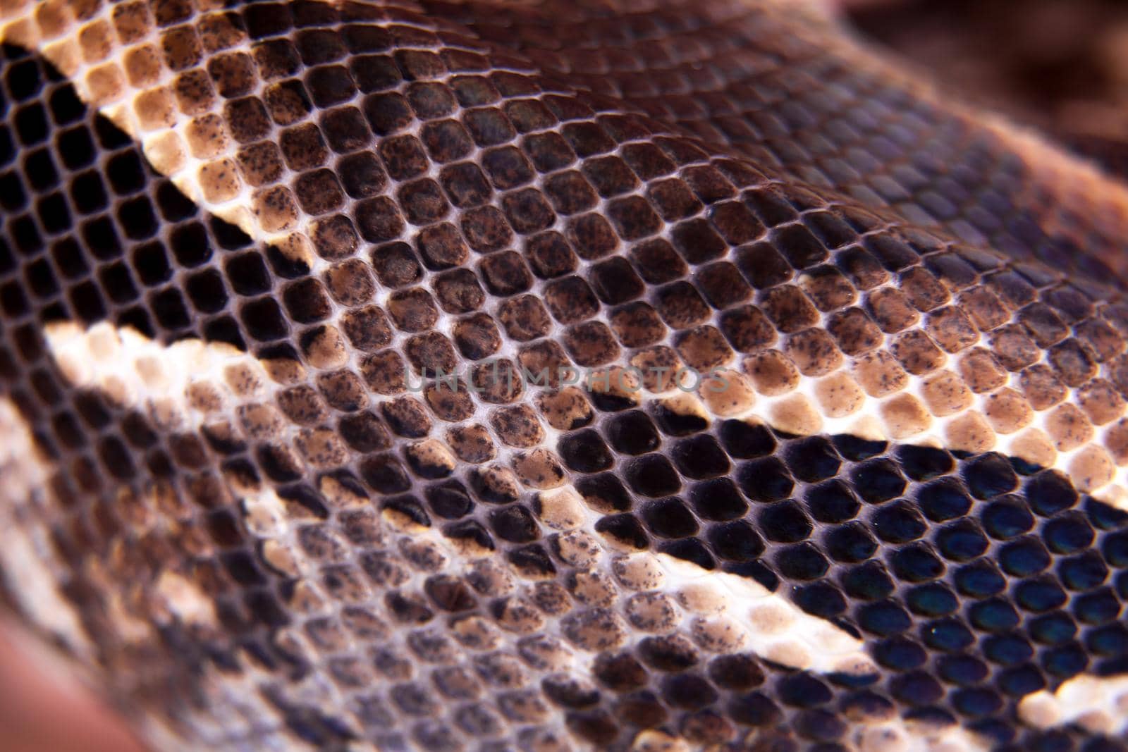 Madagascar or Malagasy ground boa on white by RosaJay