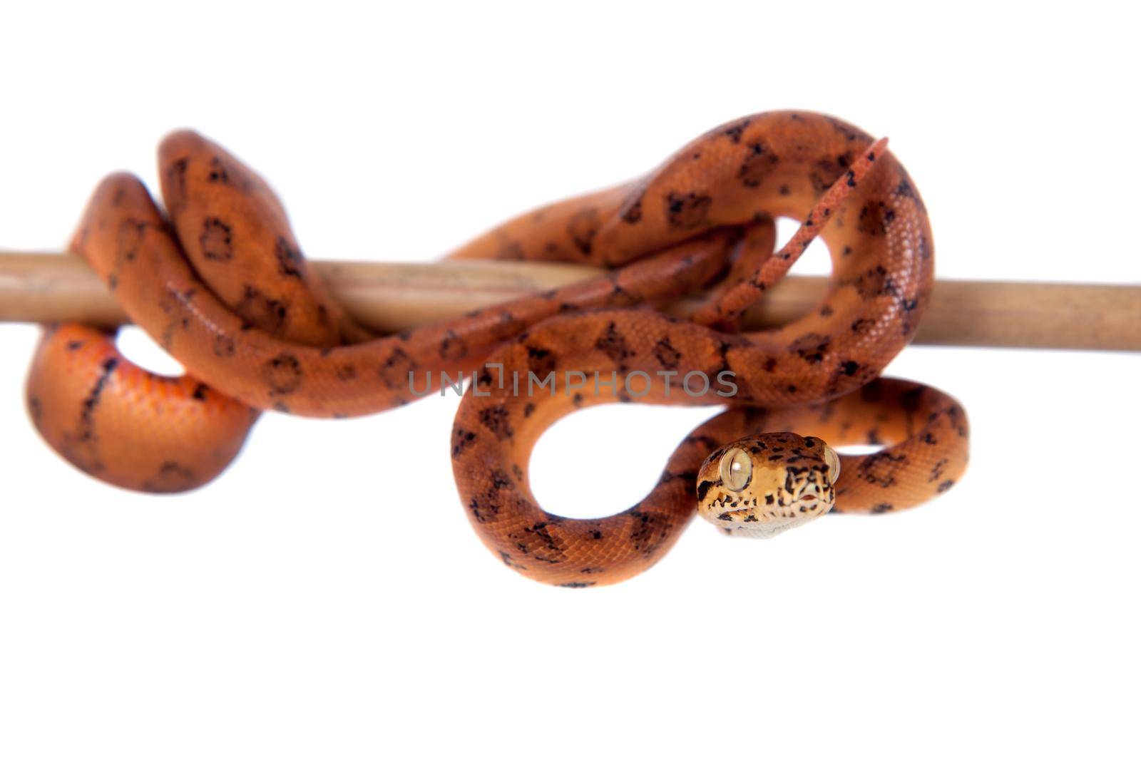 Red Amazon tree boa, 7 days old, isolated on white by RosaJay