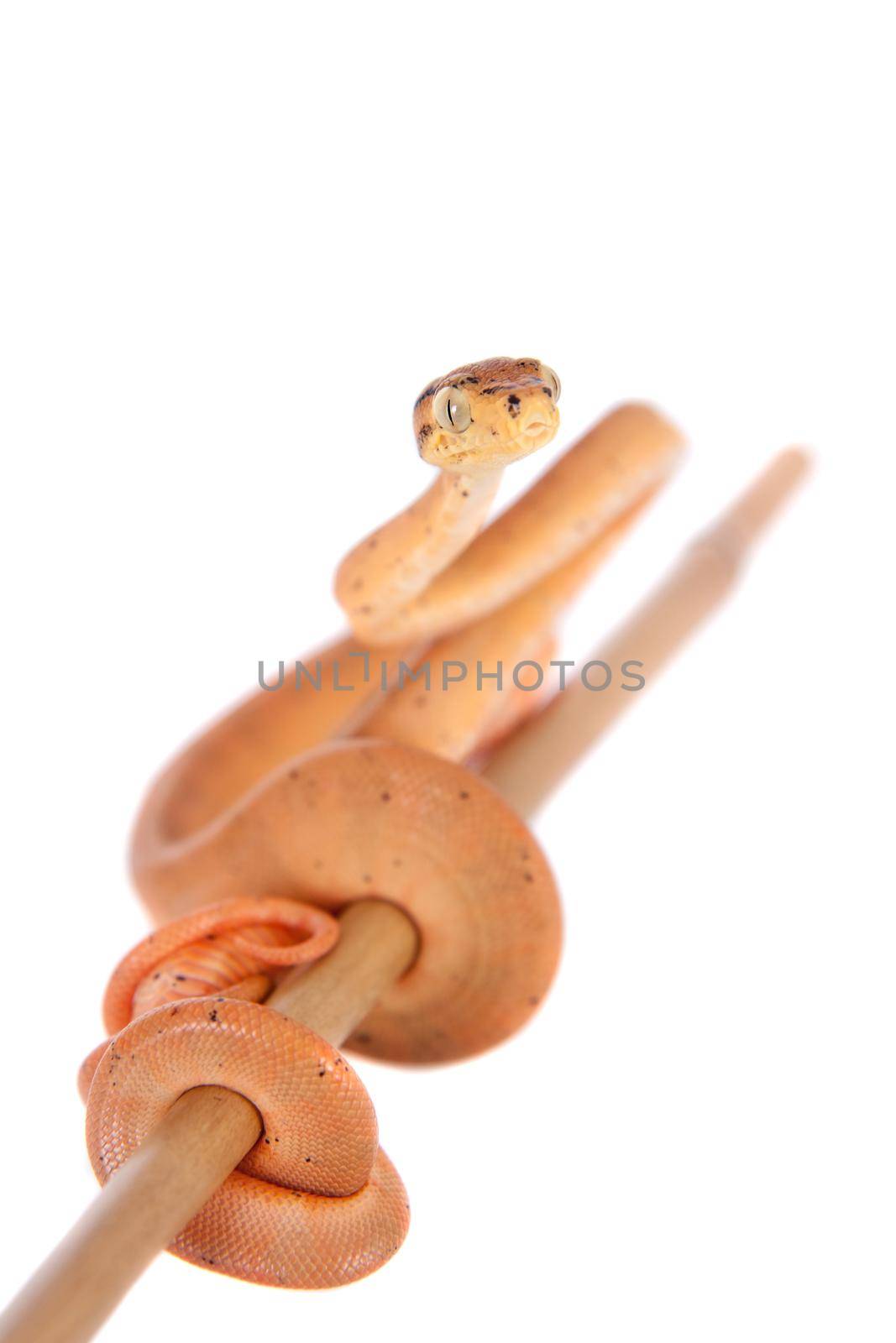 Salmon Amazon tree boa, 7 days old, isolated on white by RosaJay