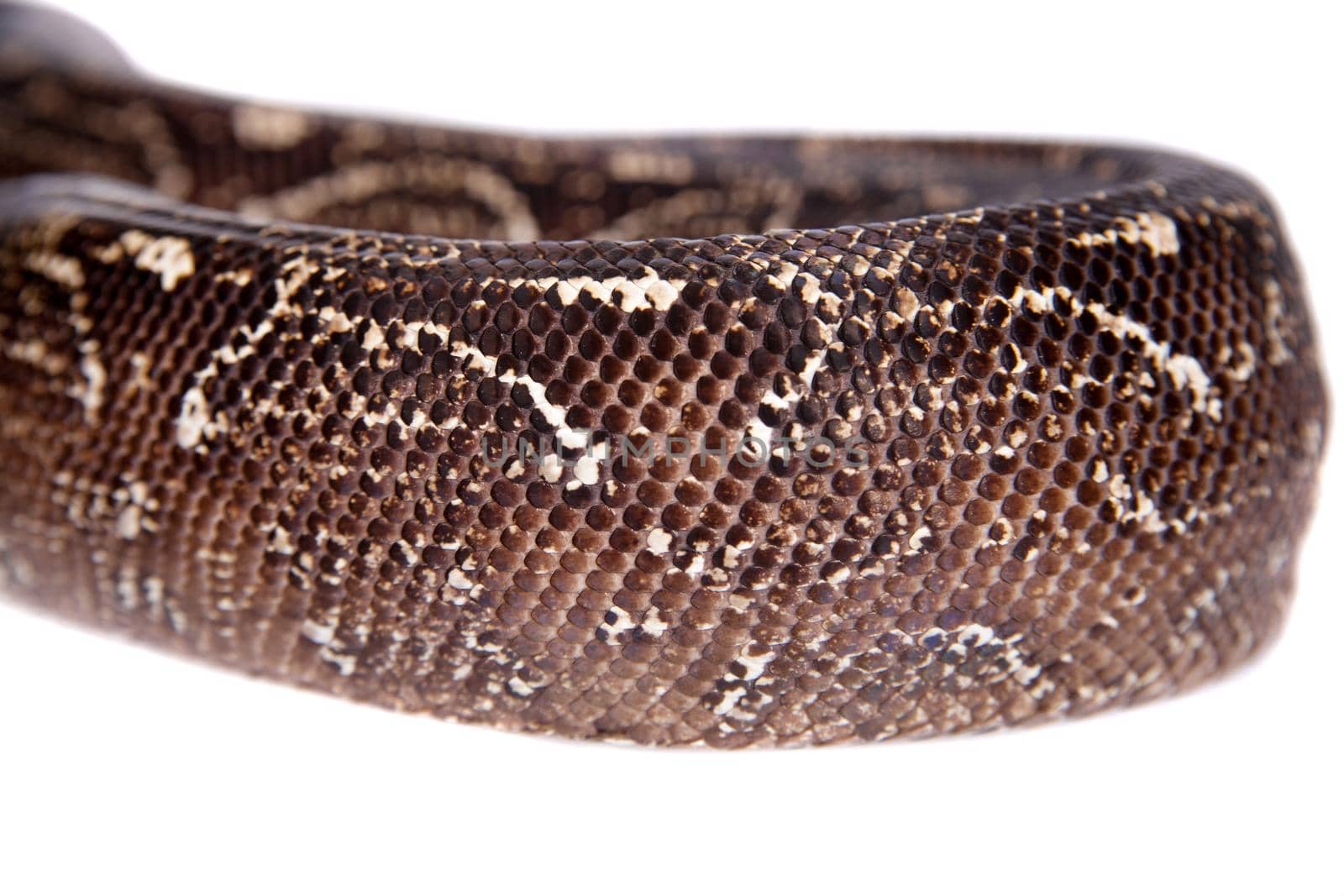 Leopard Argentine Boa, Boa constrictor occidentalis, on white background.