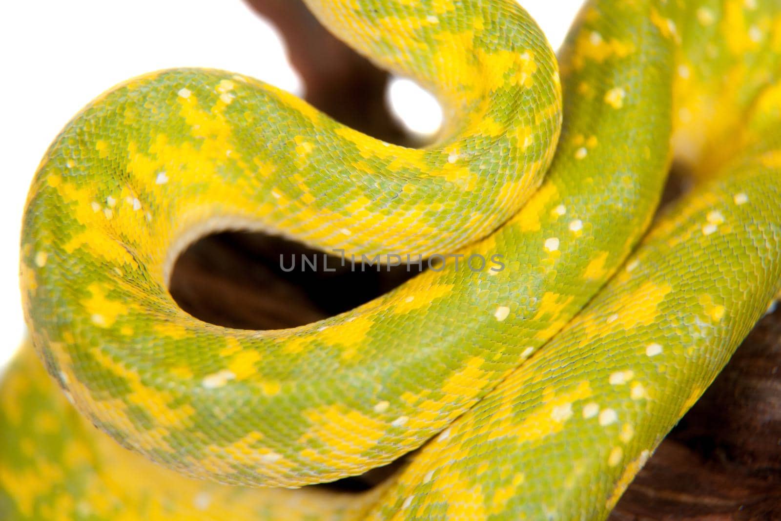 Morelia viridis, green tree python, or formerly chondros on white