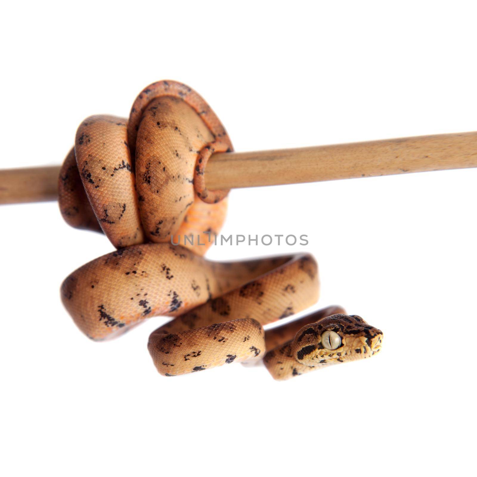 Red Amazon tree boa, corallus hortulanus, isolated on white background