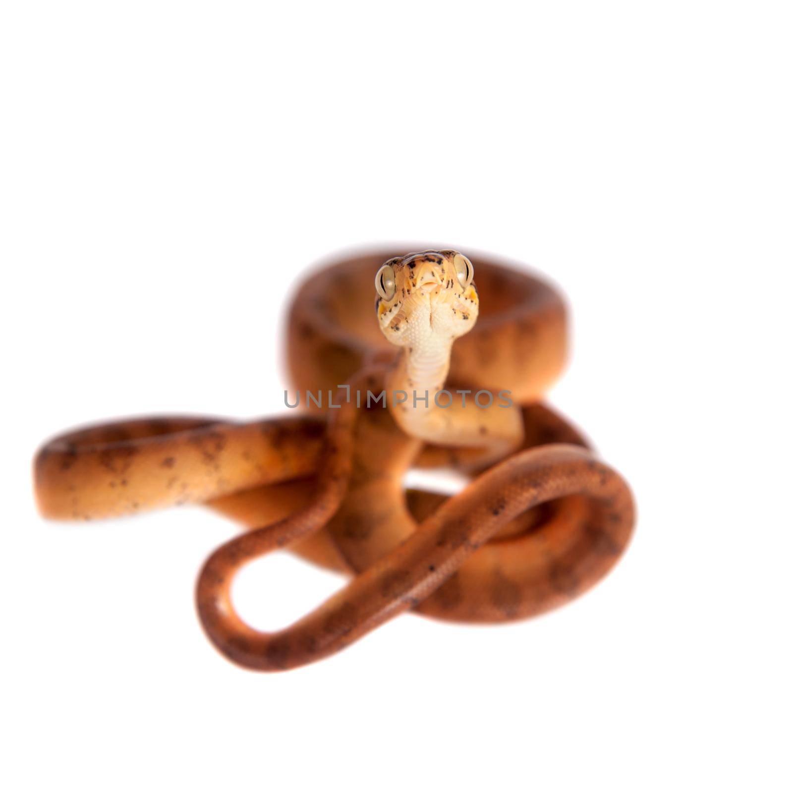 Red Amazon tree boa, corallus hortulanus, isolated on white background