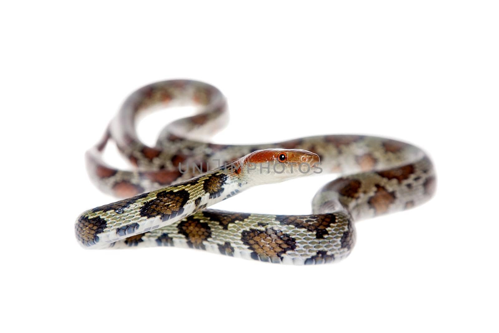 Flower Ratsnake isolated on white by RosaJay