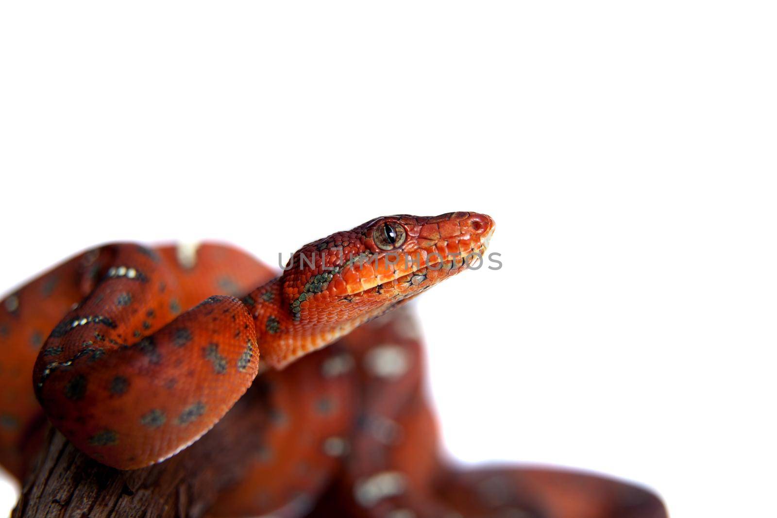 Emerald tree boa, 2 days old, isolated on white by RosaJay