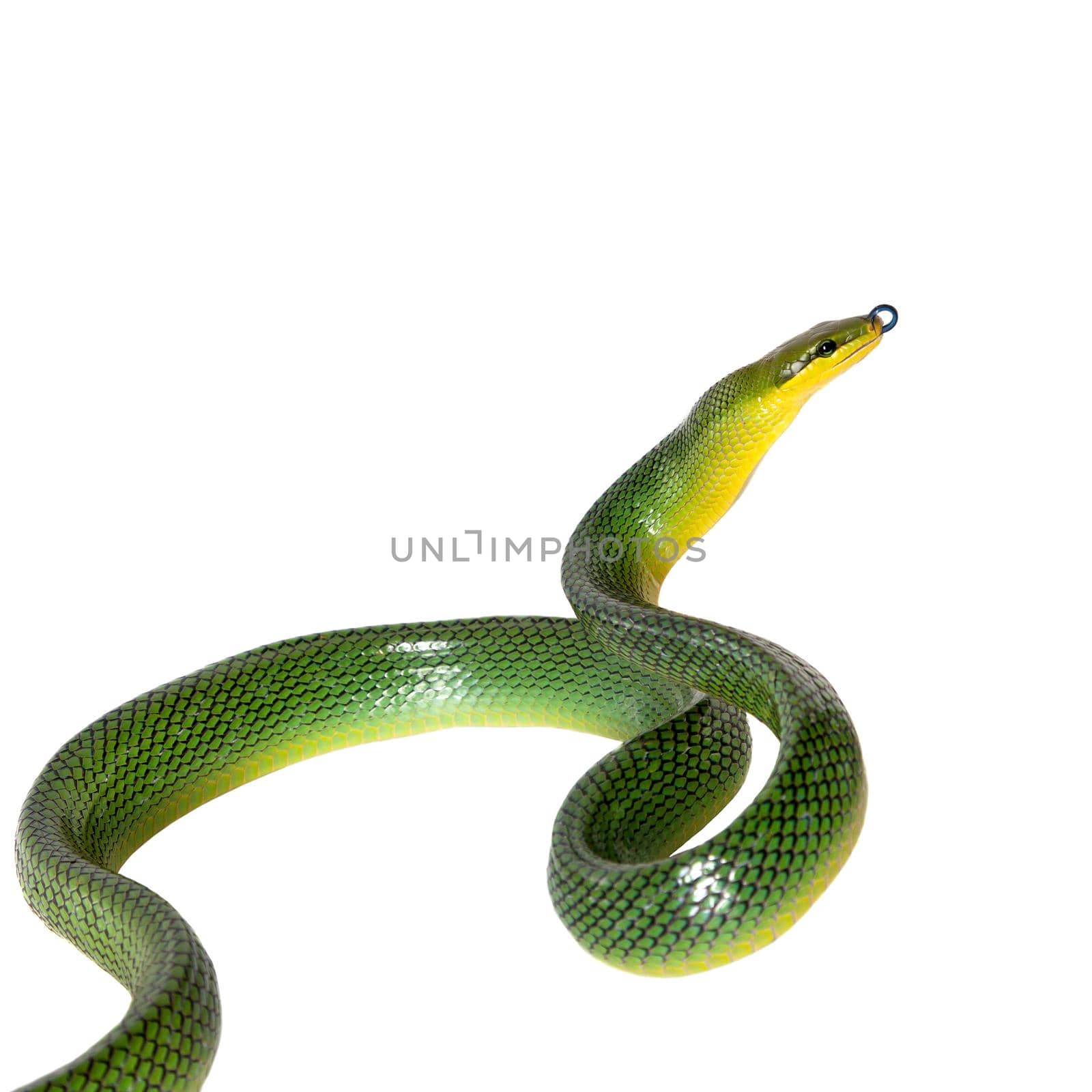 Red-tailed Green Ratsnake, Gonyosoma oxycephalum, on white