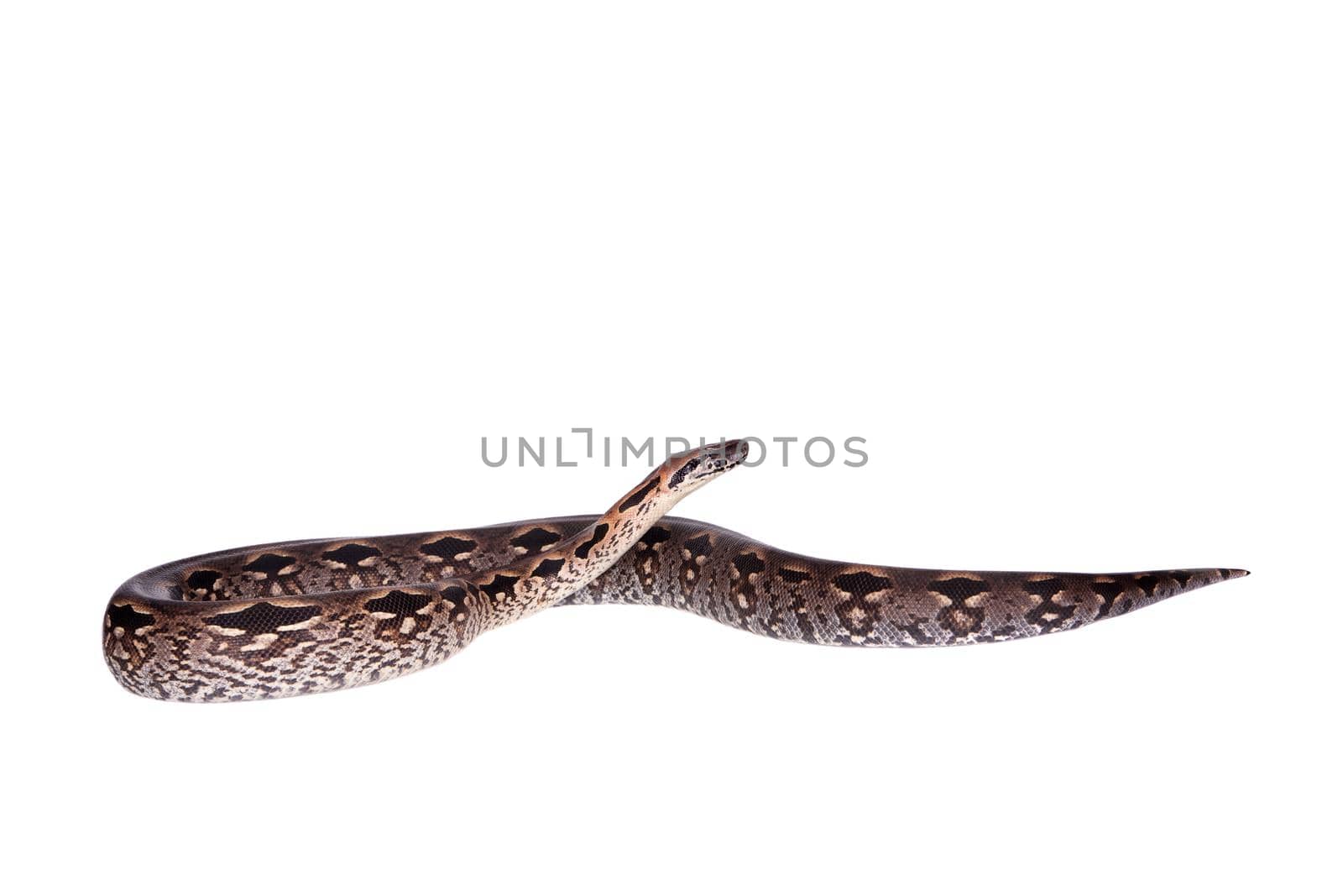 Madagascar or Malagasy ground boa, Acrantophis madagascariensis, on white